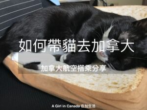 how-to-bring-cat-to-canada